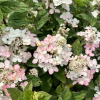 Hydrangea paniculata 'Bokraplume' MAGICAL FIRE PBR - hortensja bukietowa - Hydrangea paniculata 'Bokraplume' MAGICAL FIRE PBR