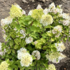 Hydrangea paniculata 'Kolmamon' Magical Mont Blanc PBR - Panicle hydrangea - Hydrangea paniculata 'Kolmamon' Magical Mont Blanc PBR