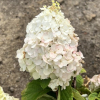 Hydrangea paniculata 'Kolmamon' Magical Mont Blanc PBR - Panicle hydrangea - Hydrangea paniculata 'Kolmamon' Magical Mont Blanc PBR