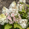 Hydrangea paniculata 'Kolmamon' Magical Mont Blanc PBR - Panicle hydrangea - Hydrangea paniculata 'Kolmamon' Magical Mont Blanc PBR