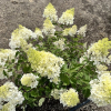 Hydrangea paniculata 'Pink Diamond' - Panicle hydrangea - Hydrangea paniculata 'Pink Diamond'