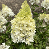 Hydrangea paniculata 'Pink Diamond' - Rispenhortensie - Hydrangea paniculata 'Pink Diamond'