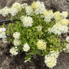 Hydrangea paniculata 'Polar Bear' PBR - hortensja bukietowa - Hydrangea paniculata 'Polar Bear' PBR