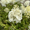 Hydrangea paniculata 'Polar Bear' PBR - hortensja bukietowa - Hydrangea paniculata 'Polar Bear' PBR