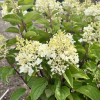 Hydrangea paniculata 'Silver Dollar' - hortensja bukietowa - Hydrangea paniculata 'Silver Dollar'