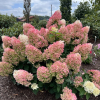 Hydrangea paniculata 'Silver Dollar' - Panicle hydrangea - Hydrangea paniculata 'Silver Dollar'