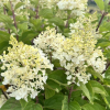 Hydrangea paniculata 'Silver Dollar' - Rispenhortensie - Hydrangea paniculata 'Silver Dollar'