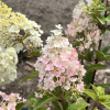 Hydrangea paniculata 'Rensun' SUNDAE FRAISE PBR - hortensja bukietowa - Hydrangea paniculata 'Rensun' SUNDAE FRAISE PBR