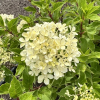 Hydrangea paniculata 'Renvagor' ROMANTIC ACE - Panicle hydrangea - Hydrangea paniculata 'Renvagor' ROMANTIC ACE