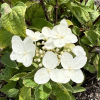 Hydrangea paniculata 'Unique' - Panicle hydrangea - Hydrangea paniculata 'Unique'