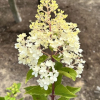 Hydrangea paniculata 'Renhy' Vanille-Fraise PBR - Panicle hydrangea - Hydrangea paniculata 'Renhy' Vanille-Fraise PBR