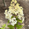 Hydrangea paniculata 'Renhy' Vanille-Fraise PBR - hortensja bukietowa - Hydrangea paniculata 'Renhy' Vanille-Fraise PBR