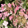 Hydrangea paniculata 'SMHPLQF' LITTLE QUICK FIRE PBR - Rispenhortensie - Hydrangea paniculata 'SMHPLQF' LITTLE QUICK FIRE PBR