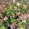 Hydrangea paniculata 'SMHPLQF' LITTLE QUICK FIRE PBR - Rispenhortensie - Hydrangea paniculata 'SMHPLQF' LITTLE QUICK FIRE PBR