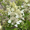 Hydrangea paniculata 'Kolmahima' MAGICAL HIMALAYA PBR - hortensja bukietowa - Hydrangea paniculata 'Kolmahima' MAGICAL HIMALAYA PBR