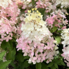 Hydrangea paniculata 'SMHPPINKA' PINKACHU PBR - hortensja bukietowa - Hydrangea paniculata 'SMHPPINKA' PINKACHU PBR