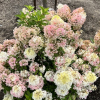 Hydrangea paniculata 'SMHPPINKA' PINKACHU PBR - hortensja bukietowa - Hydrangea paniculata 'SMHPPINKA' PINKACHU PBR