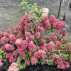 Hydrangea paniculata 'SMHPPINKA' PINKACHU PBR - Rispenhortensie - Hydrangea paniculata 'SMHPPINKA' PINKACHU PBR