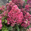 Hydrangea paniculata 'SMHPPINKA' PINKACHU PBR - Rispenhortensie - Hydrangea paniculata 'SMHPPINKA' PINKACHU PBR