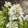 Hydrangea paniculata 'Hypmad II' TICKLED PINK - Rispenhortensie - Hydrangea paniculata 'Hypmad II' TICKLED PINK