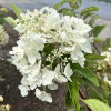 Hydrangea paniculata 'White Moth' - Panicle hydrangea - Hydrangea paniculata 'White Moth'