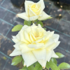 Athena - Grandiflora Rose - Rosa Athena