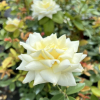 Athena - Grandiflora Rose - Rosa Athena