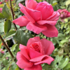 Bel Ange - Großblütige Rose - Rosa Bel Ange