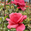 Bel Ange - Großblütige Rose - Rosa Bel Ange