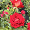 Bicolette - Grandiflora Rose - Rosa - Bicolette