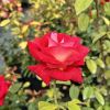 Bicolette - róża wielkokwiatowa - Rosa - Bicolette