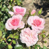 Bonica - róża parkowa - Rose - Bonica