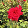 Burgund - Großblütige Rose - Rose Burgund