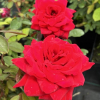 Burgund - Grandiflora Rose - Rose Burgund