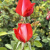 Cap Horn - róża pnąca - Rosa - Cap Horn