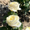 Chopin - Großblütige Rose - Rose Chopin