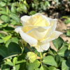 Chopin - róża wielkokwiatowa - Rose Chopin