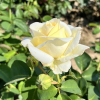 Chopin - Grandiflora Rose - Rose Chopin