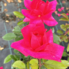 Criterion - róża wielkokwiatowa - Rose Criterion
