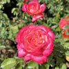 Desse - Großblütige Rose - Rose - Dessa