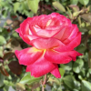 Desse - Großblütige Rose - Rose - Dessa