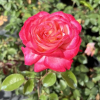 Desse - Grandiflora Rose - Rose - Dessa