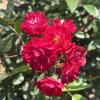 Fairy Dance - Bedding Rose - Rose Fairy Dance