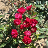 Fairy Dance - Bedding Rose - Rose Fairy Dance