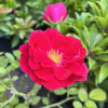 Flammentanz - Climbing Rose - Rosa Flammentanz