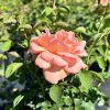 Francois Juranville - Climbing Rose - Rosa Francois Juranville