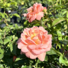 Francois Juranville - Schlingrose - Rosa Francois Juranville