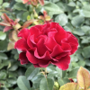 Hommage a Barbara -Rosa Grandiflora Rose - Rose Hommage a Barbara