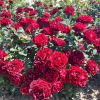 Hommage a Barbara -Rosa Grandiflora Rose - Rose Hommage a Barbara