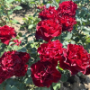 Hommage a Barbara - Róża wielkokwiatowa - Rose Hommage a Barbara